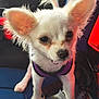 animal, canine, car_interior, closeup, companion, curious, cute, dog, ears, fur, harness, indoor, pet, puppy, seat, small_dog, standing, transportation, vehicle, white_dog