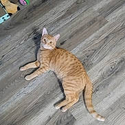Minion joined the competition — help win amazing prizes! animal, cat, curious, domestic_cat, ears, feline, floor, flooring, indoor, looking_up, orange_tabby, pet, playful, relaxed, shadow, striped, tail, toy, whiskers, wood_floor
