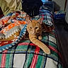 Minion is registered to the contest to win money with this photo: animal, bed, blanket, cat, cozy, curious, domestic, fleece, furniture, home, indoor, orange_tabby, patterned, paw, pet, plaid, relaxed, soft_light, stretching, window