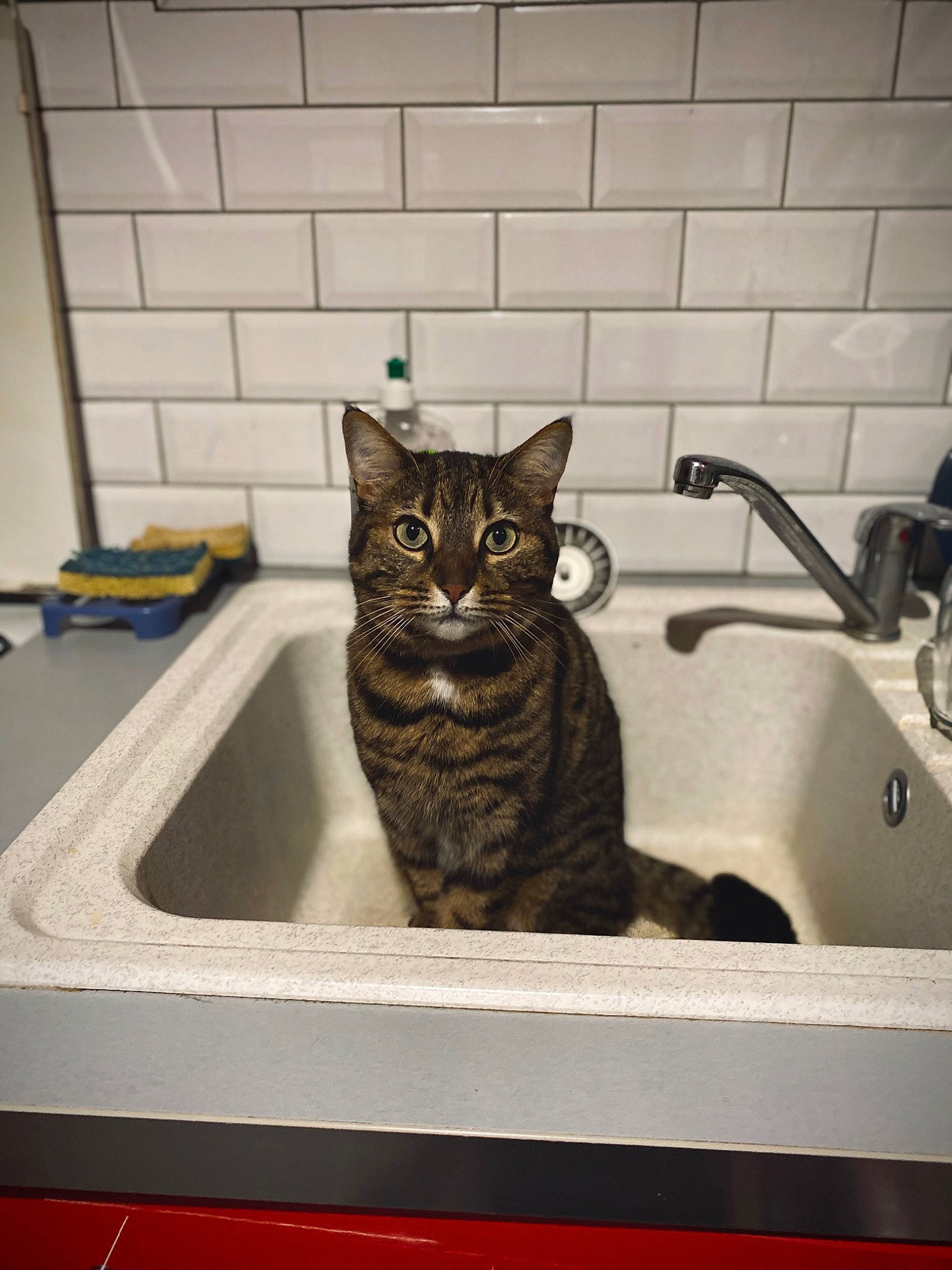 Poussin participe au concours pour gagner de l'argent avec cette photo : american_shorthair, asian, california_spangled, carnivore, cat, domestic_short_haired_cat, dragon_li, egyptian_mau, european_shorthair, felidae, ocicat, plumbing_fixture, sink, small_to_medium_sized_cats, tabby_cat, whiskers