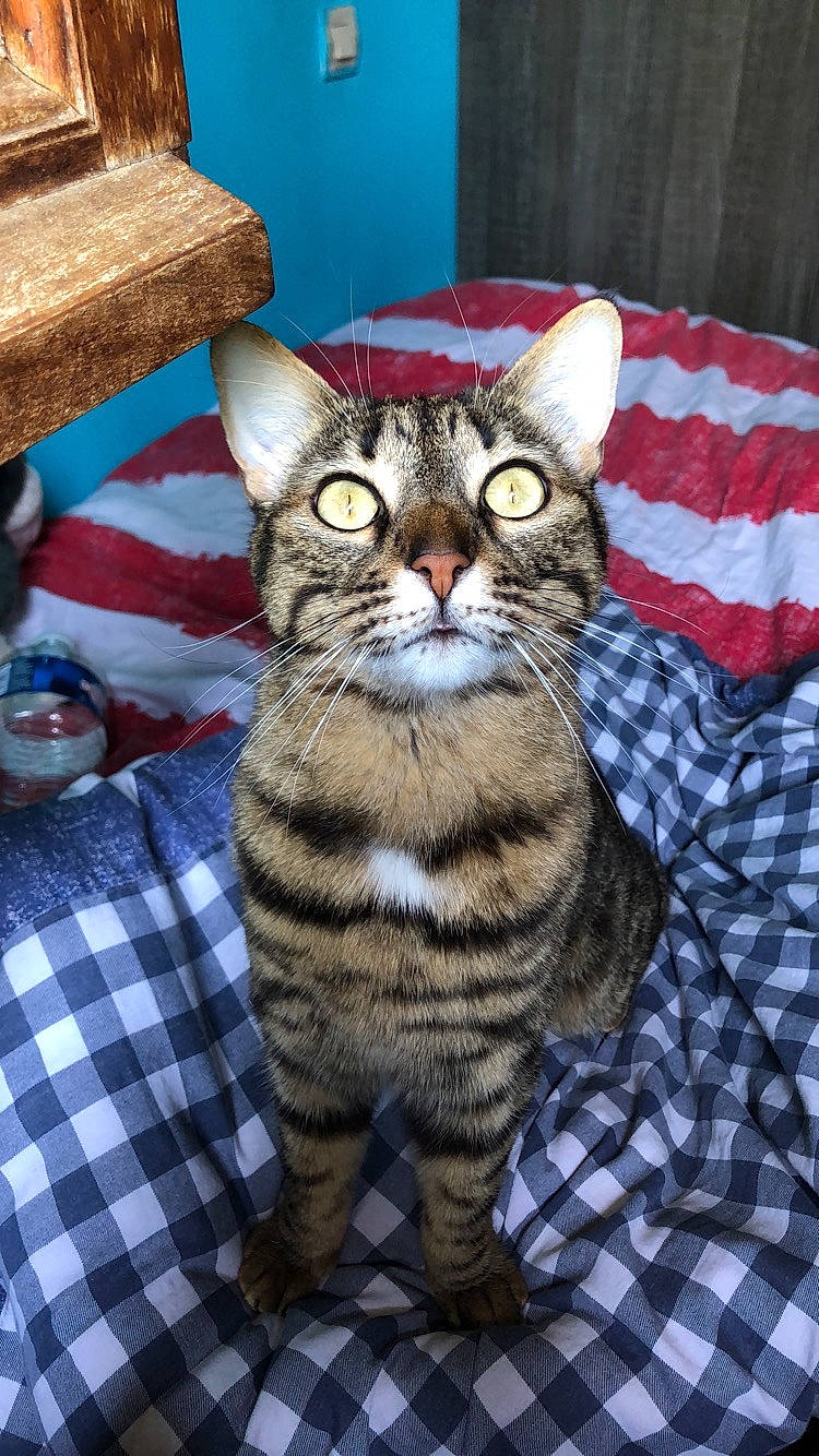 Poussin participe au concours pour gagner de l'argent avec cette photo : american_shorthair, american_wirehair, asian, bengal, california_spangled, carnivore, cat, domestic_short_haired_cat, dragon_li, european_shorthair, felidae, kitten, mammal, small_to_medium_sized_cats, snout, sokoke, tabby_cat, toyger, vertebrate, whiskers