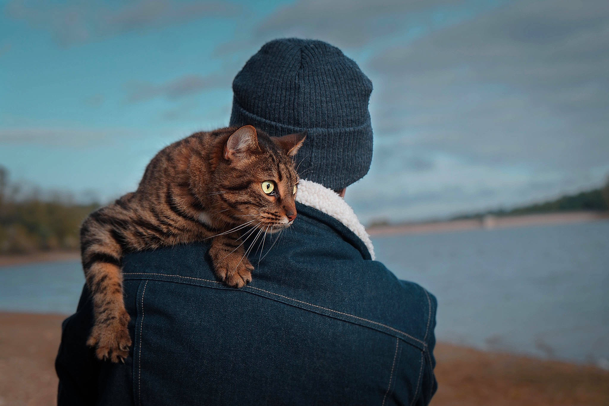 Poussin a rejoint le concours — aidez-le/la à gagner de superbes lots ! bengal, carnivore, cat, domestic_short_haired_cat, dragon_li, european_shorthair, felidae, fur, headgear, small_to_medium_sized_cats, tabby_cat, toyger, whiskers