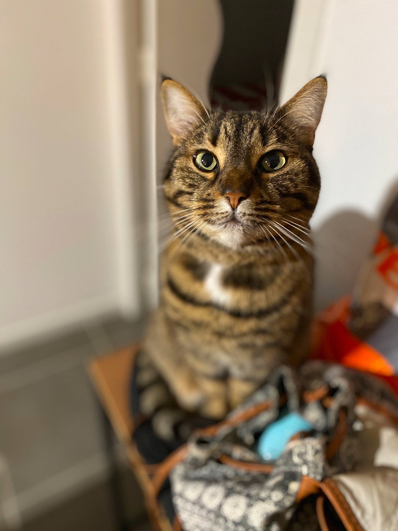 Poussin a rejoint le concours — aidez-le/la à gagner de superbes lots ! american_shorthair, asian, bengal, california_spangled, carnivore, cat, domestic_short_haired_cat, dragon_li, european_shorthair, felidae, kitten, mammal, ocicat, pixie_bob, room, shoe, small_to_medium_sized_cats, tabby_cat, toyger, whiskers