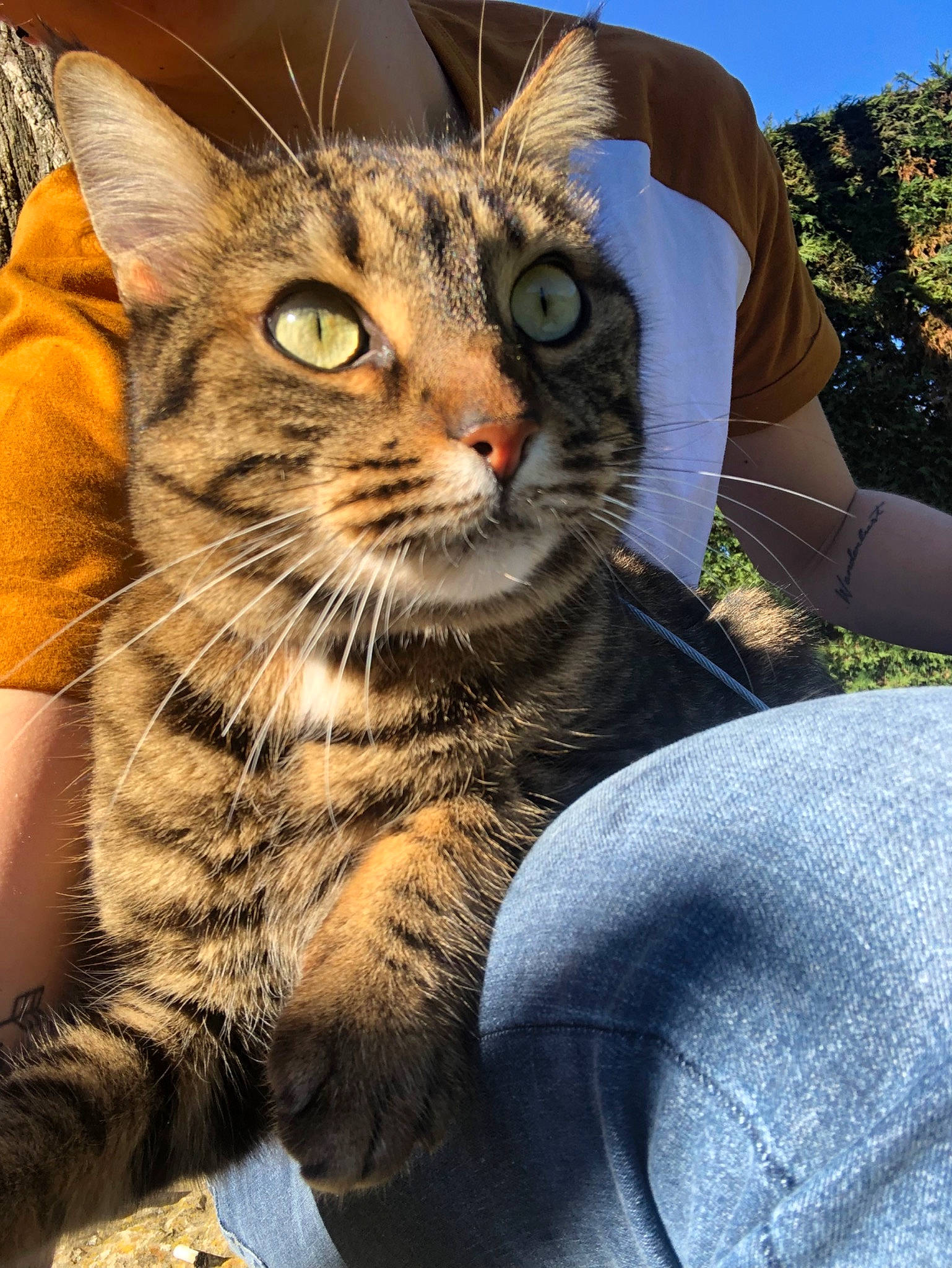 Poussin participe au concours pour gagner de l'argent avec cette photo : american_shorthair, asian, california_spangled, carnivore, cat, domestic_short_haired_cat, dragon_li, european_shorthair, eye, felidae, kitten, mammal, pixie_bob, small_to_medium_sized_cats, snout, tabby_cat, toyger, vertebrate, whiskers, wildlife