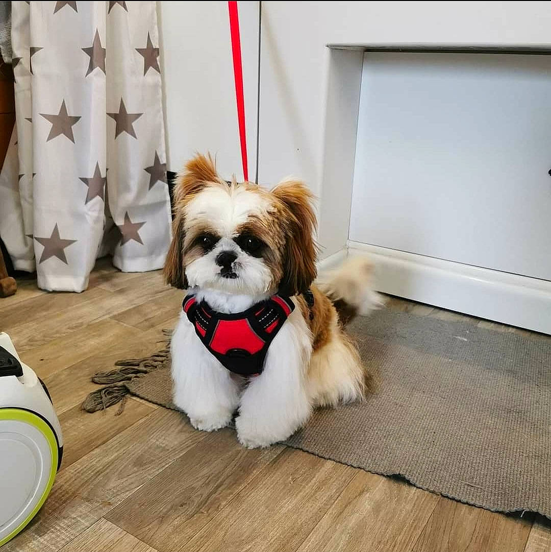 Romy a rejoint le concours — aidez-le/la à gagner de superbes lots ! carnivore, chair, collar, companion_dog, dog, dog_breed, dog_supply, eyewear, fawn, floor, flooring, leash, liver, pet_supply, snout, sporting_group, sunglasses, tail, toy_dog, working_animal