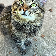 Buddy joined the competition — help win amazing prizes! cat, tabby, green_eyes, fur, whiskers, close_up, outdoor, concrete, curious, pet, animal, mammal, sitting, face, paw, nature, daylight, feline, portrait, cute