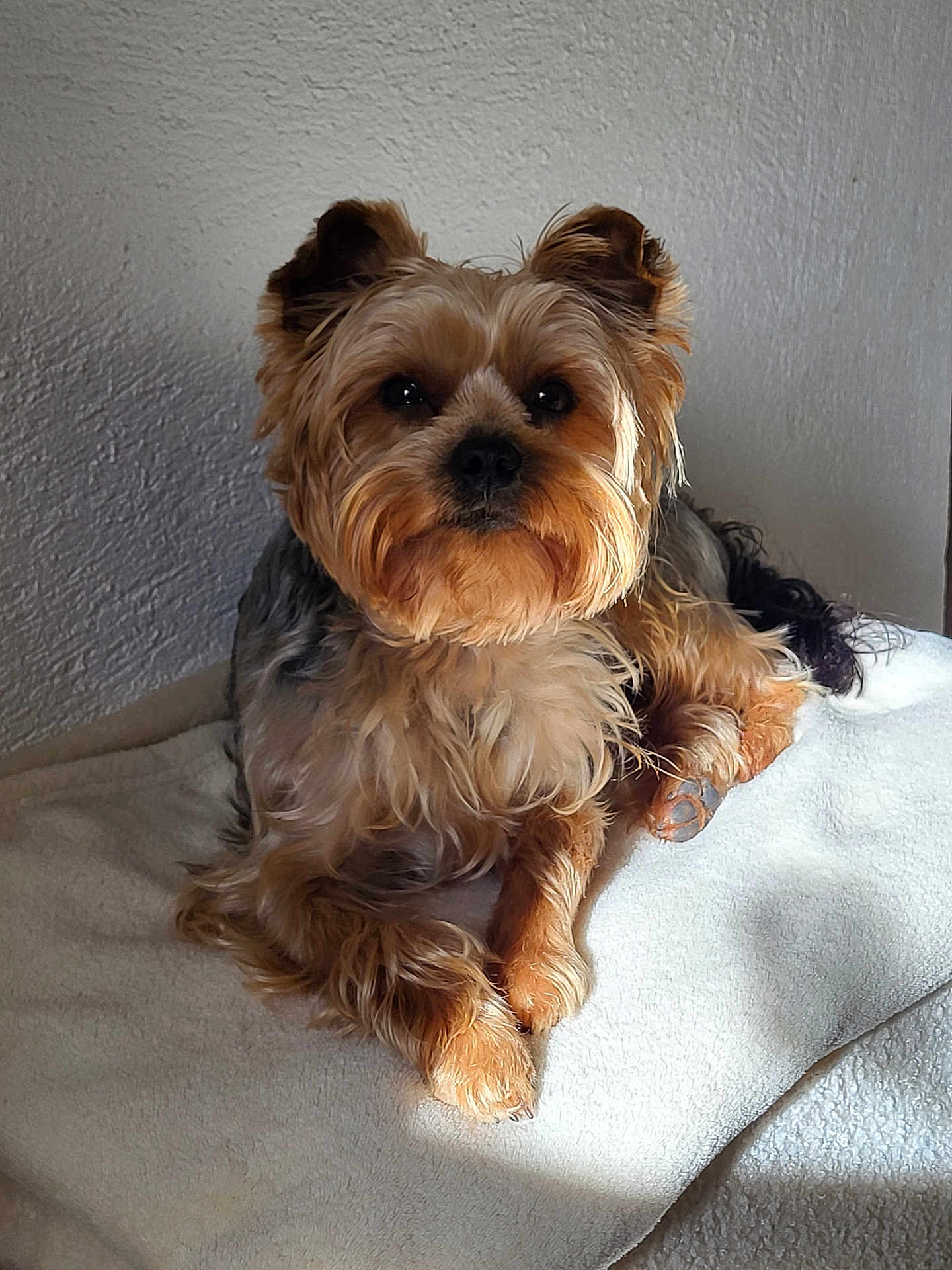 Valentin participe au concours pour gagner de l'argent avec cette photo : dog, pet, animal, cute, fluffy, fur, brown, beige, blanket, resting, indoors, sunlight, shadow, portrait, small_dog, canine, cozy, relaxed, companion, paw