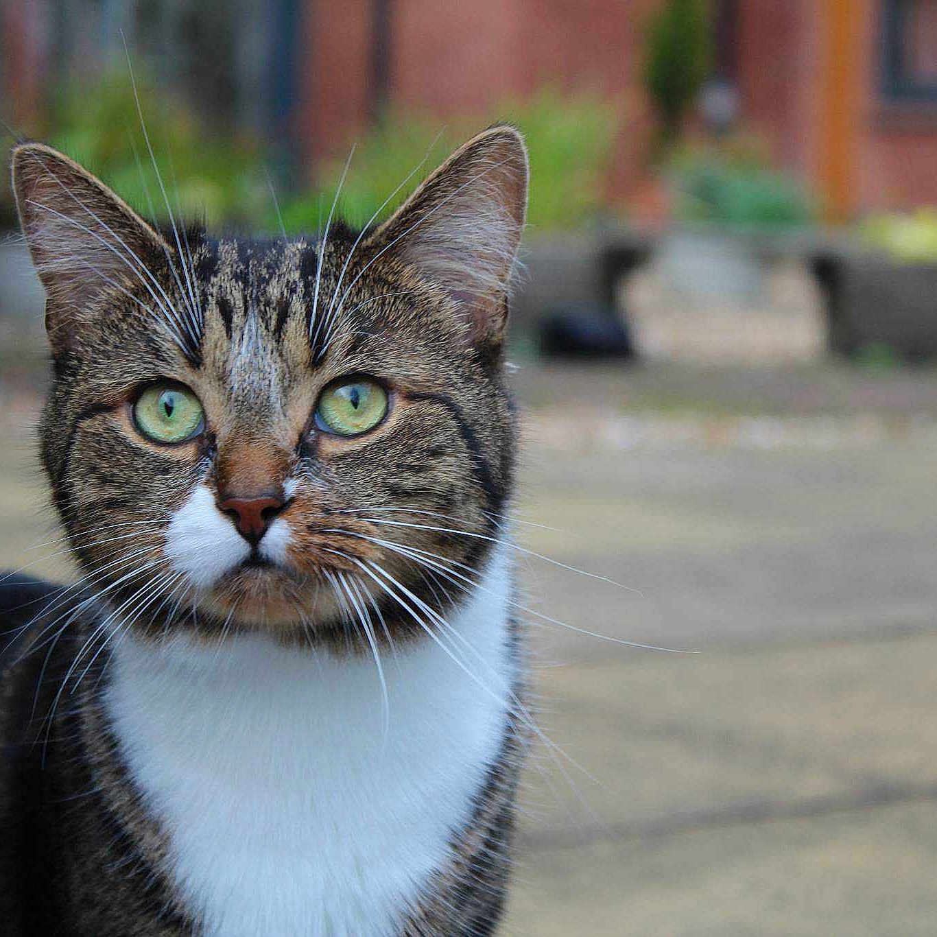 Spyder-cat joined the competition — help win amazing prizes!