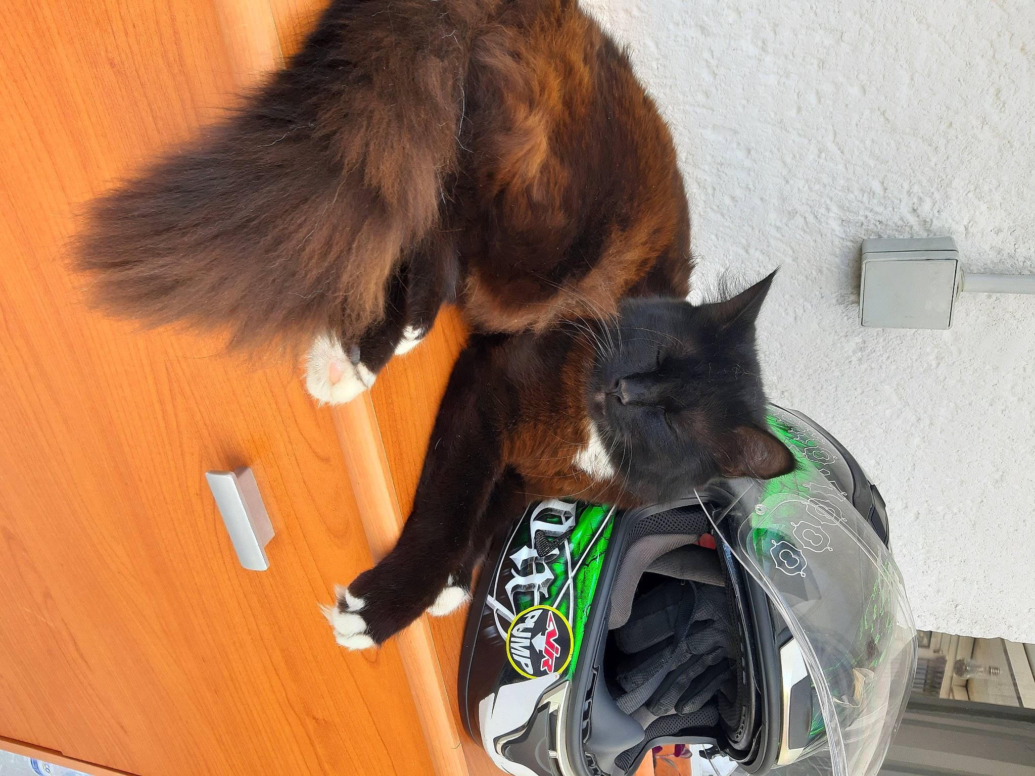 Plume participe au concours pour gagner de l'argent avec cette photo : black_cat, carnivore, cat, domestic_short_haired_cat, felidae, fur, havana_brown, small_to_medium_sized_cats, tail, whiskers