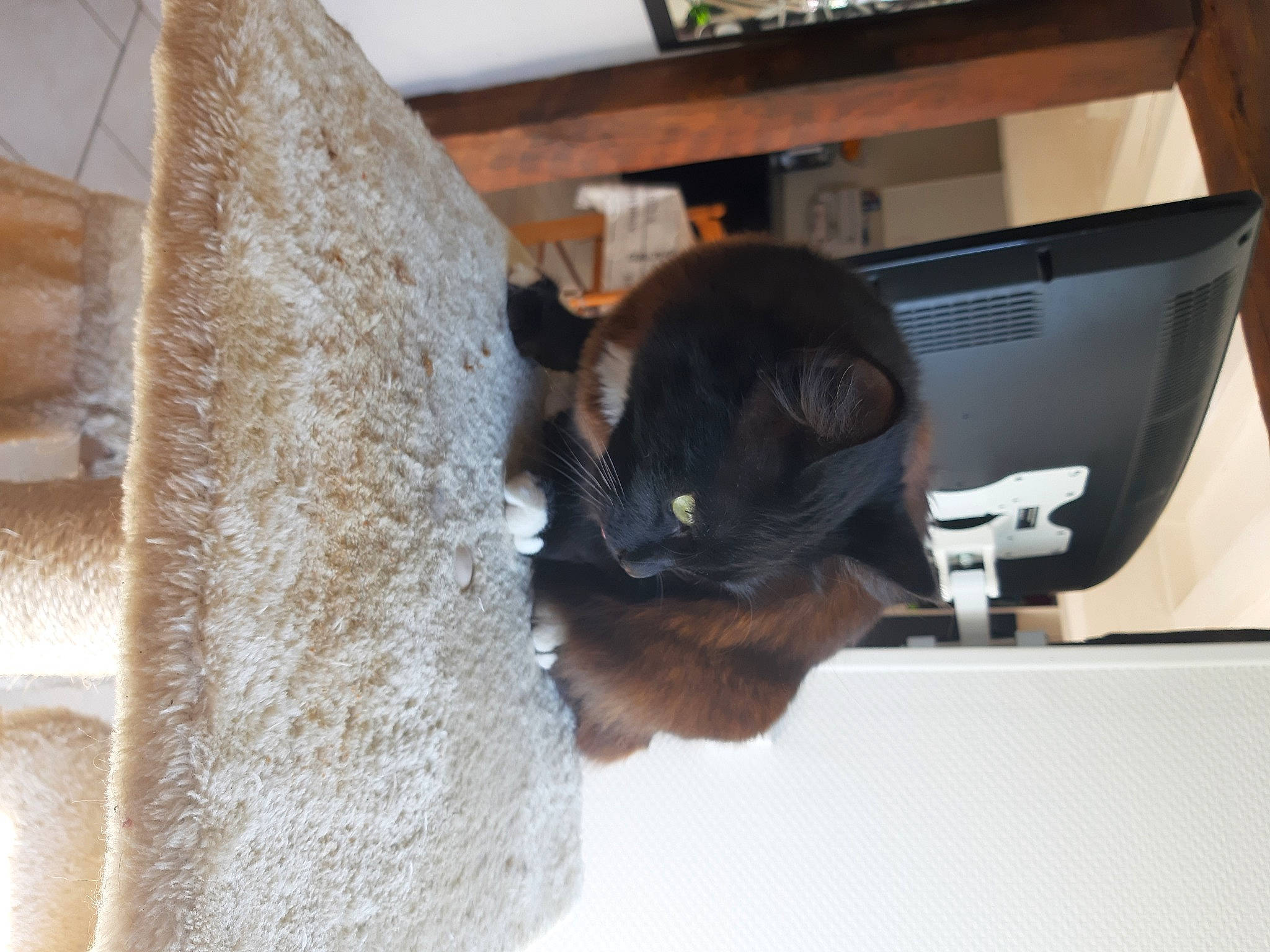 Plume participe au concours pour gagner de l'argent avec cette photo : british_shorthair, carnivore, cat, felidae, fur, kitten, room, russian_blue, small_to_medium_sized_cats