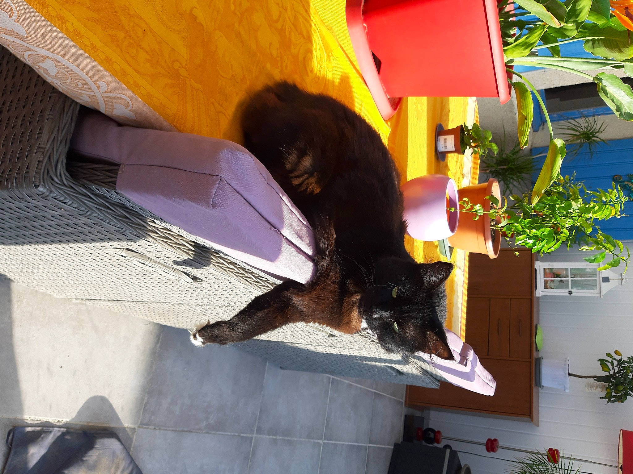 Plume a rejoint le concours — aidez-le/la à gagner de superbes lots ! canidae, carnivore, cat, guard_dog, small_to_medium_sized_cats, tail