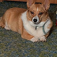 Cloe joined the competition — help win amazing prizes! dog, corgi, pet, indoor, carpet, brown, white, canine, animal, fur, ears, collar, paw, laying, floor, domestic, portrait, looking, cute, companion