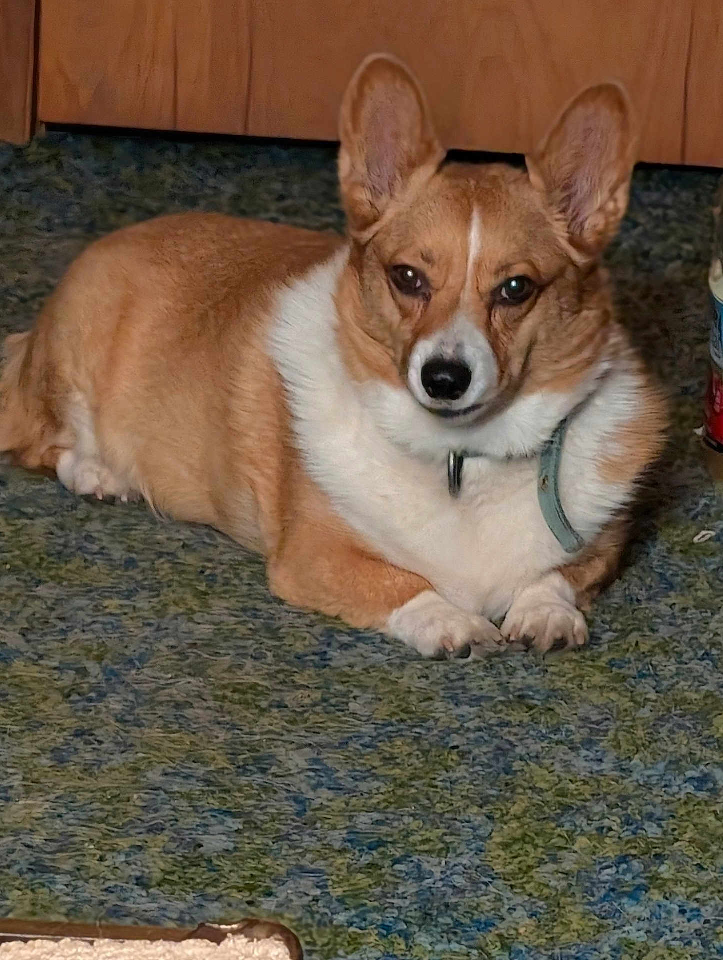 Cloe joined the competition — help win amazing prizes! dog, corgi, pet, indoor, carpet, brown, white, canine, animal, fur, ears, collar, paw, laying, floor, domestic, portrait, looking, cute, companion