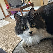 Ray Ray joined the competition — help win amazing prizes! cat, black_and_white, fluffy, indoor, couch, carpet, door, table, household, curious, pet, feline, whiskers, relaxed, fur, close_up, eyes, domestic, cozy, resting
