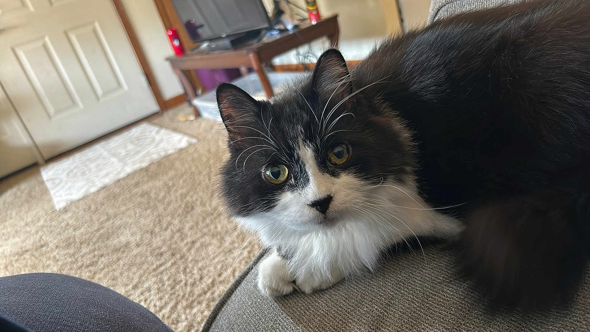 Ray Ray joined the competition — help win amazing prizes! cat, black_and_white, fluffy, indoor, couch, carpet, door, table, household, curious, pet, feline, whiskers, relaxed, fur, close_up, eyes, domestic, cozy, resting