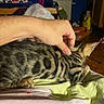 Poutine a rejoint le concours — aidez-le/la à gagner de superbes lots ! cat, kitten, tabby, striped_fur, pet, animal, sleeping, lying_down, relaxed, hand, petting, blanket, bed, bedroom, toy_fire_truck, indoor, home, cozy, close_up, whiskers