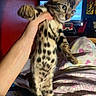 cat, kitten, animal, pet, spotted_fur, tabby, blue_eyes, whiskers, ears, paws, held, human_hand, bed, bedroom, blanket, colorful, indoor, portrait, candid, playful