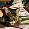 Poutine participe au concours pour gagner de l'argent avec cette photo : cat, kitten, tabby, pet, animal, feline, bed, blanket, indoors, bedroom, cozy, lying_down, green_eyes, whiskers, striped_fur, paws, portrait, warm_lighting, toys, home