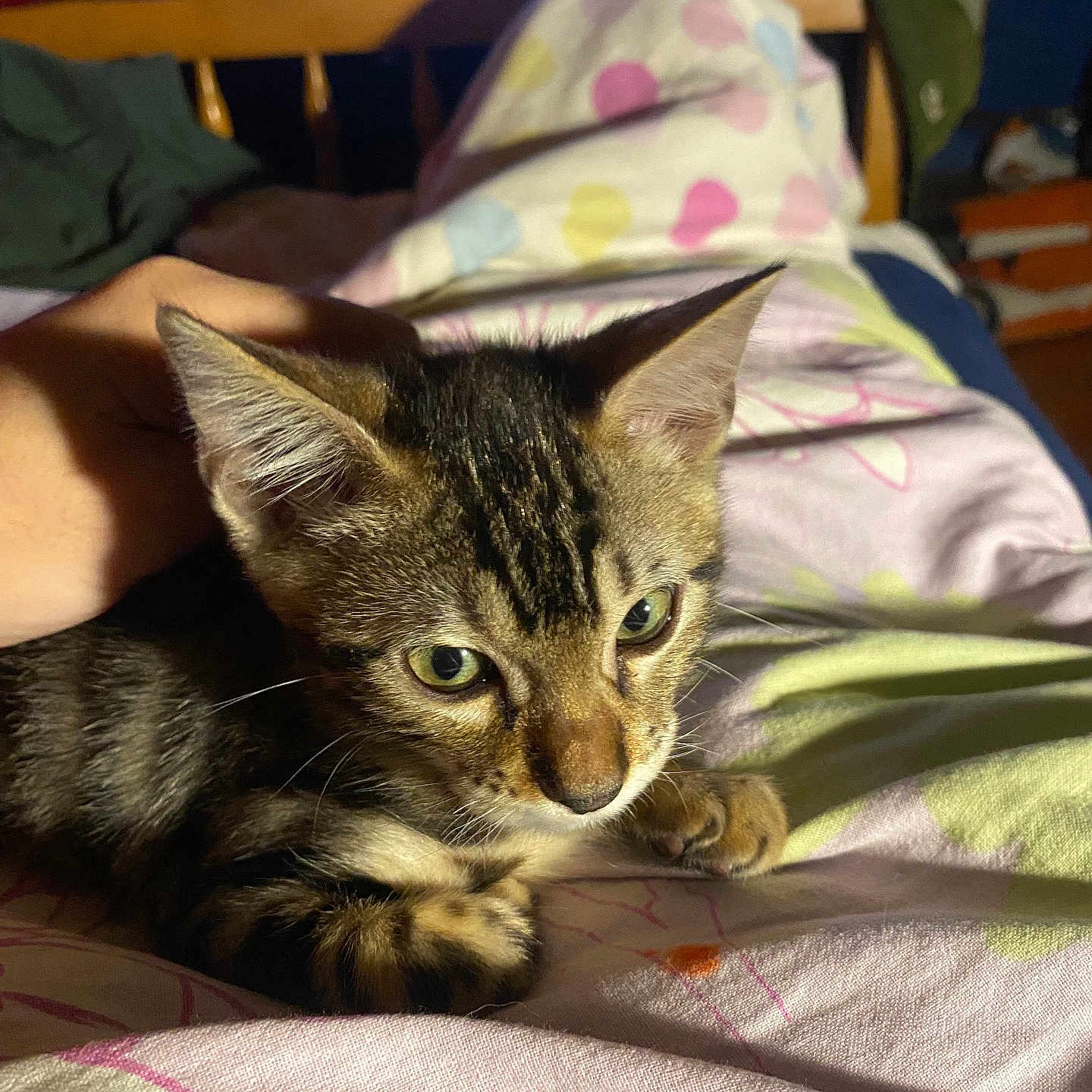 Poutine participe au concours pour gagner de l'argent avec cette photo : cat, kitten, tabby, pet, animal, feline, bed, blanket, indoors, bedroom, cozy, lying_down, green_eyes, whiskers, striped_fur, paws, portrait, warm_lighting, toys, home