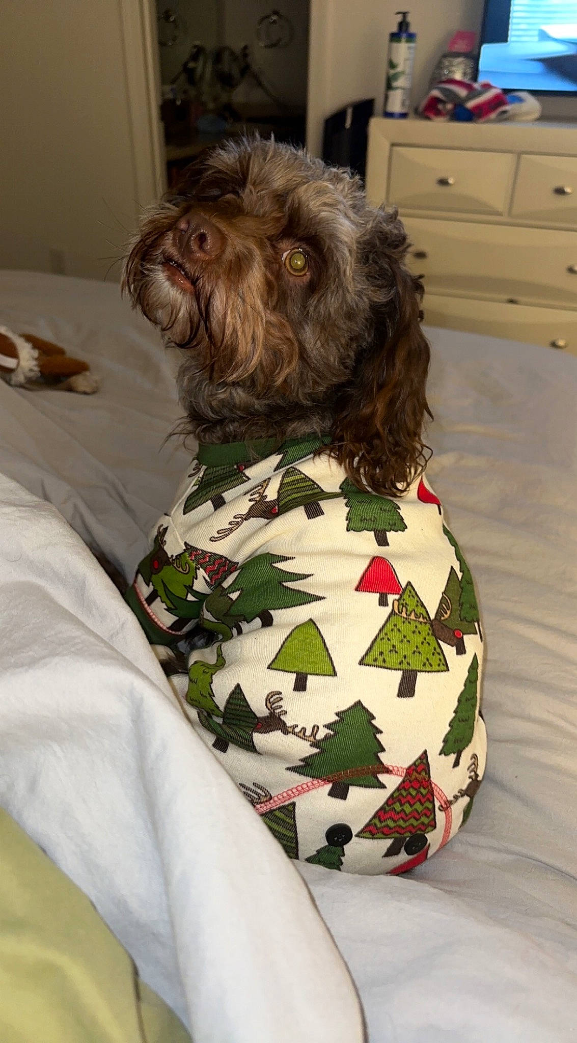 Charlie is registered to the contest to win money with this photo: cabinetry, camouflage, carnivore, chest, chest_of_drawers, comfort, companion_dog, cupboard, dog, dog_breed, dog_supply, drawer, dresser, hardwood, linens, liver, military_camouflage, pattern, room, toy_dog