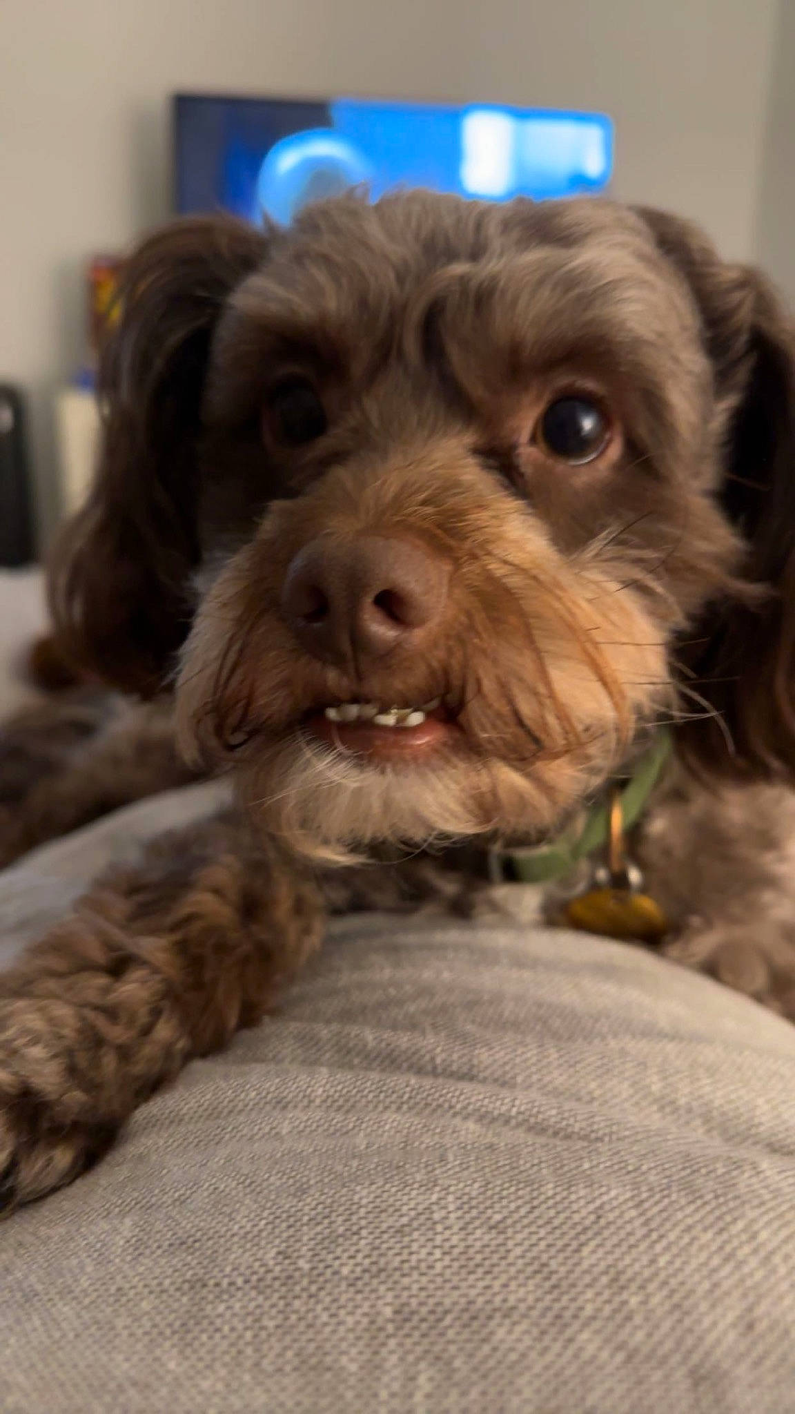 Charlie is registered to the contest to win money with this photo: canidae, carnivore, comfort, companion_dog, dog, dog_breed, dog_collar, dog_supply, fur, liver, pet_supply, picture_frame, pudelpointer, puppy, snout, sporting_group, terrier, whiskers, working_animal, yorkipoo