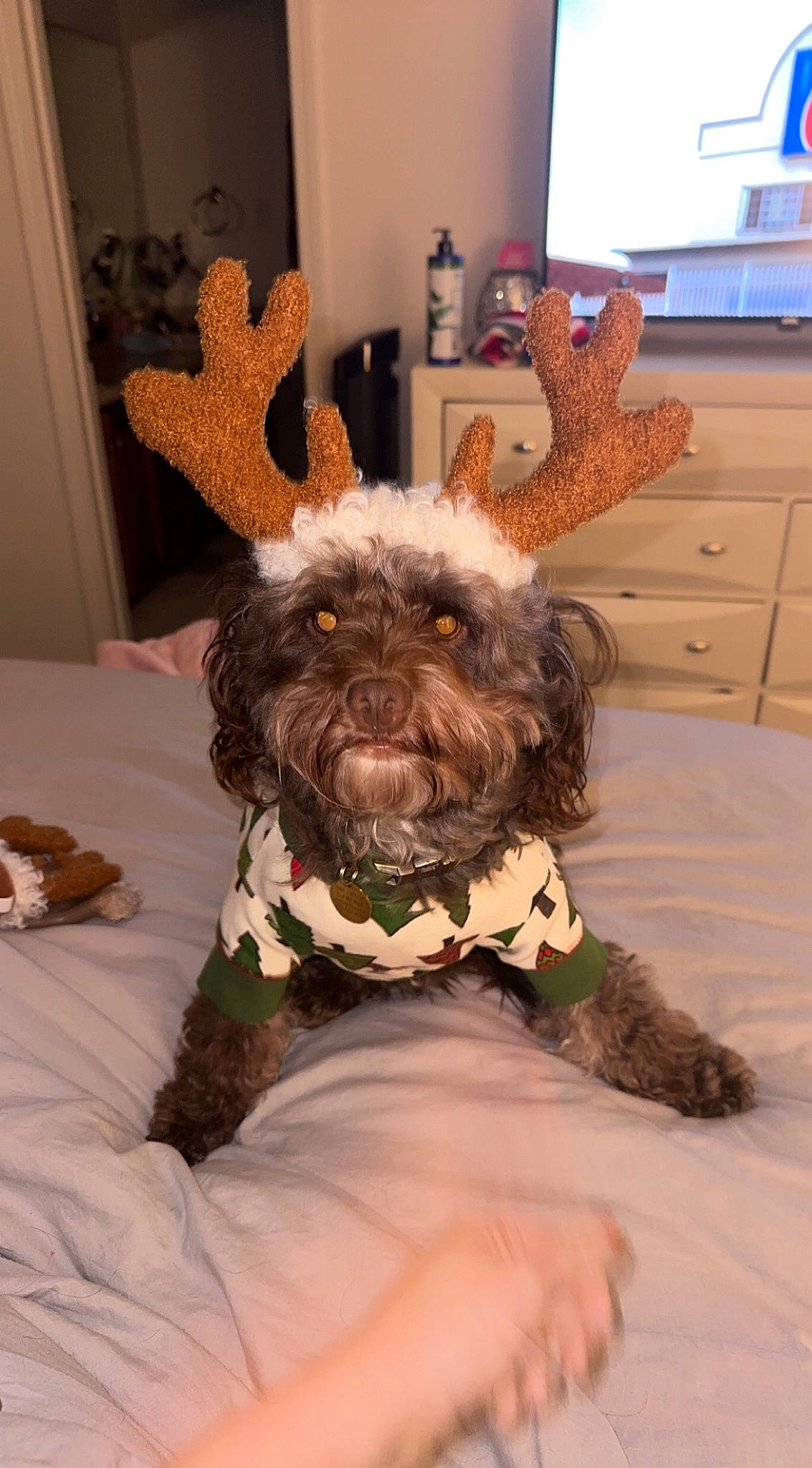 Charlie is registered to the contest to win money with this photo: cabinetry, canidae, carnivore, collar, companion_dog, dog, dog_breed, dog_collar, dog_supply, fawn, liver, natural_material, pet_supply, picture_frame, snout, sporting_group, toy_dog, water_dog, wood, working_animal