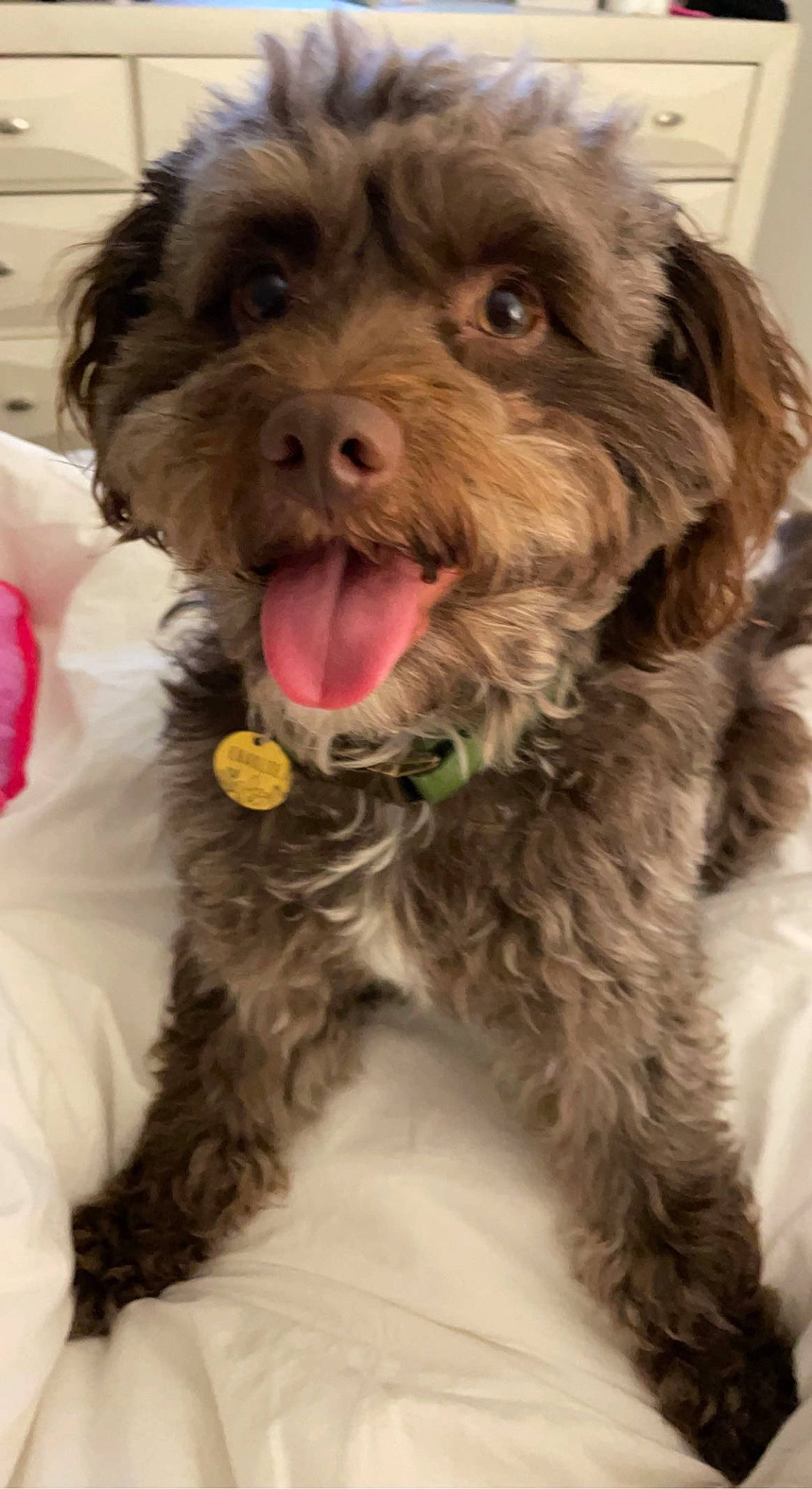 Charlie joined the competition — help win amazing prizes! canidae, carnivore, companion_dog, dog, dog_breed, dog_collar, fur, labradoodle, liver, maltepoo, puppy_love, shih_poo, small_terrier, snout, sporting_group, terrier, toy_dog, water_dog, working_animal, yorkipoo