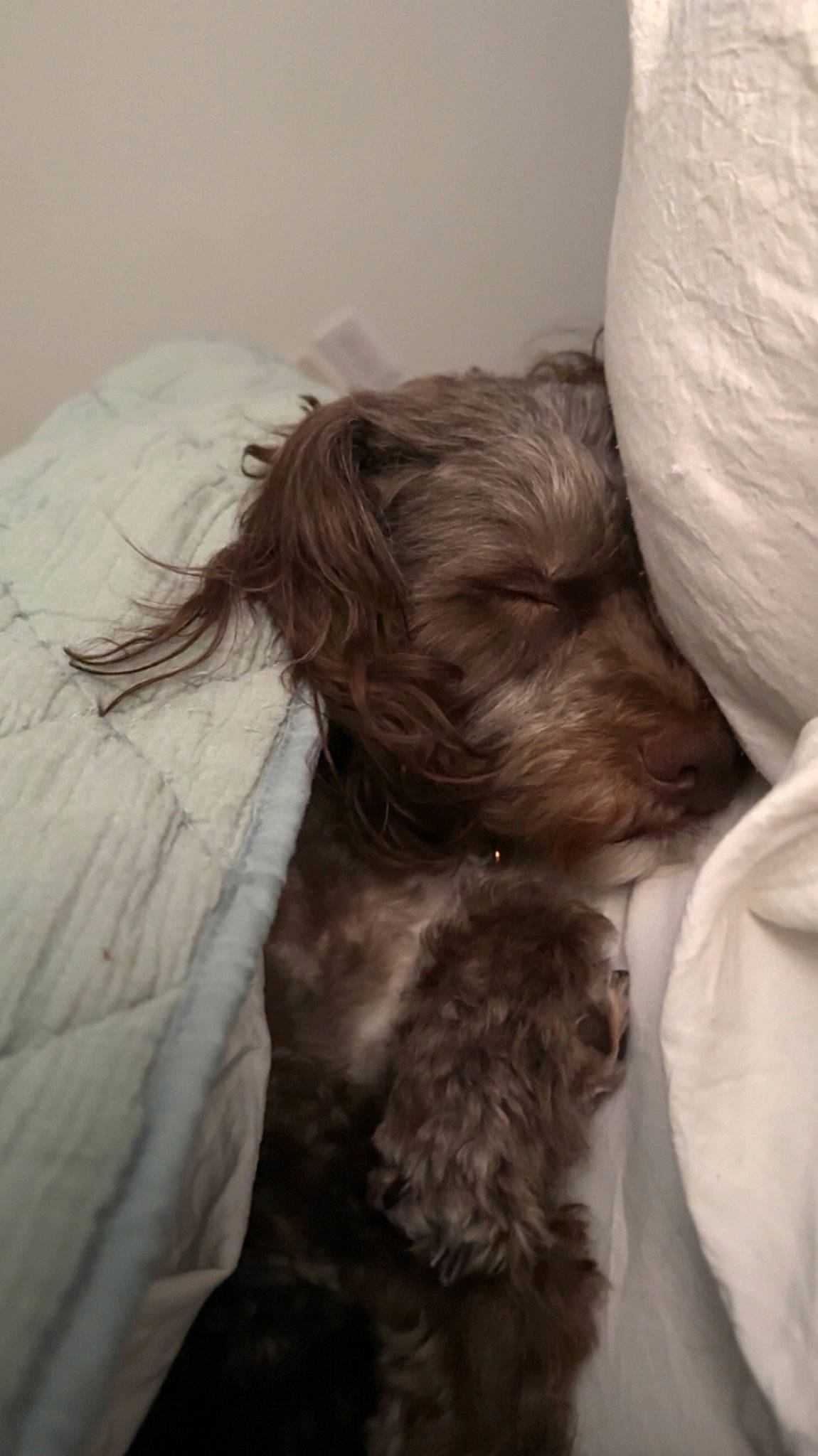 Charlie is registered to the contest to win money with this photo: canidae, carnivore, comfort, companion_dog, dog, dog_breed, dog_supply, fur, liver, maltepoo, nap, non_sporting_group, puppy, puppy_love, shih_poo, small_terrier, sporting_group, terrier, toy_dog, working_animal