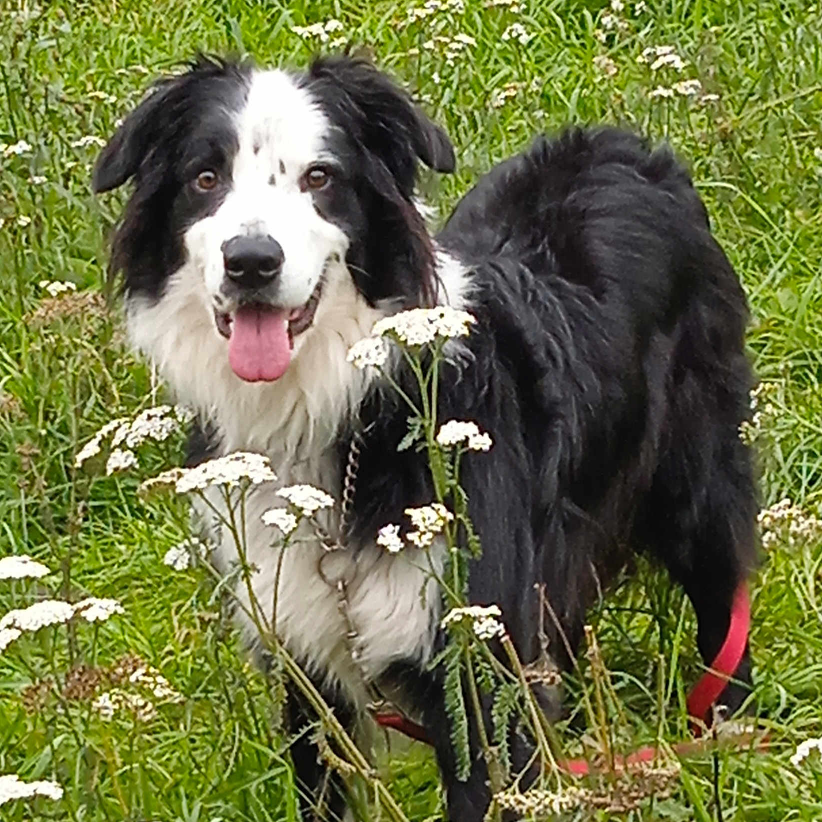 Balou