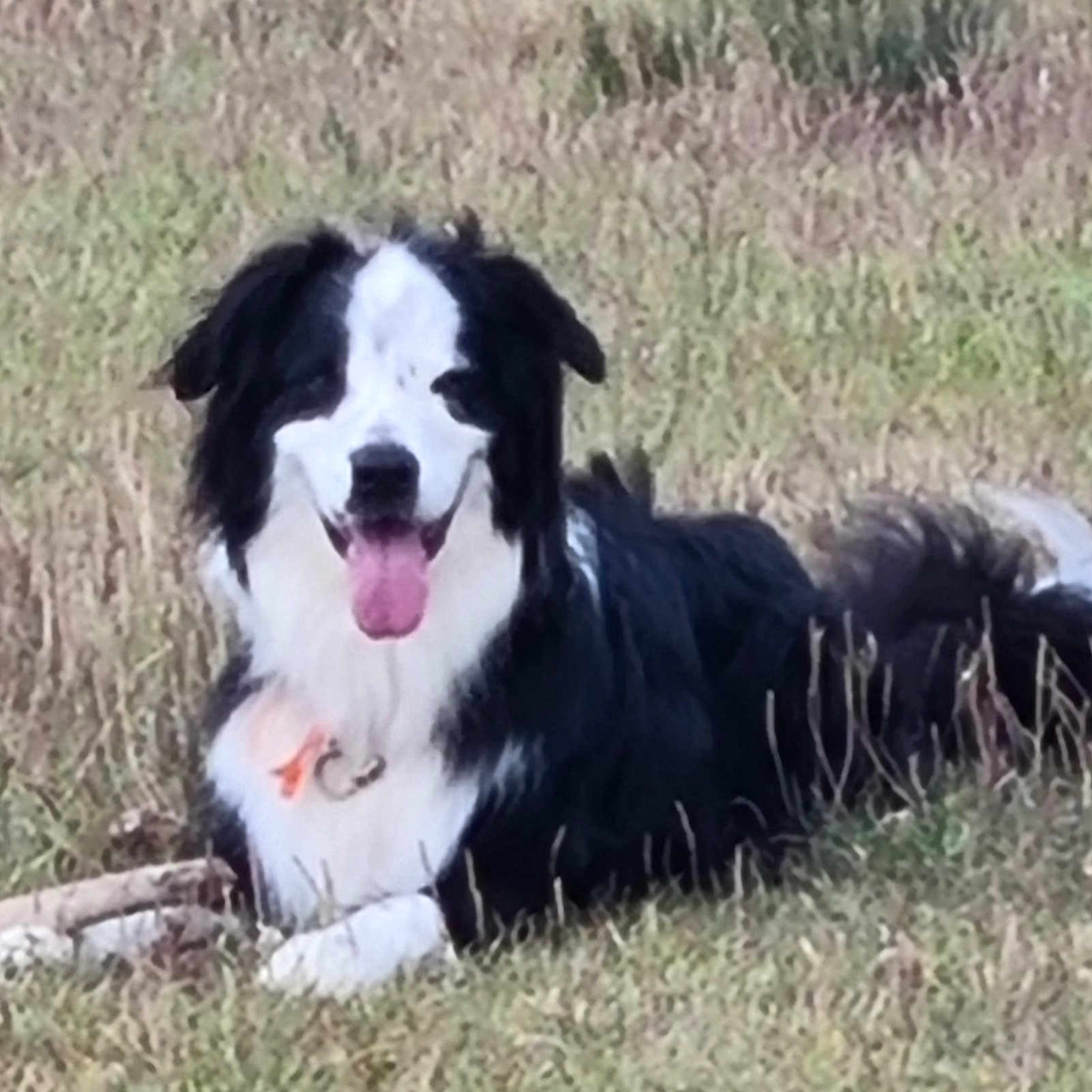 Balou