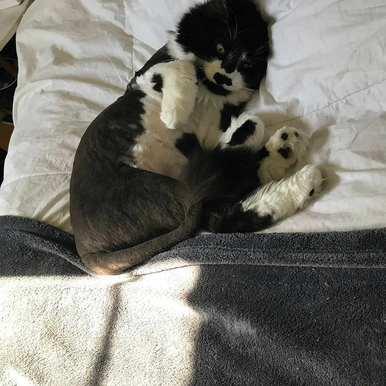 Mr Jasper joined the competition — help win amazing prizes! bed, bedroom, cat, cozy, fur, gray_blanket, indoor, lying_down, nightstand, paws, pillow, playful, relaxed, remote_control, shadow, sunlight, tail, towel, tuxedo_cat, white_sheet