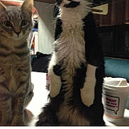 Mr Jasper joined the competition — help win amazing prizes! caption_text, cat, coffee_cup, cute, fur, home, indoor, kitten, pet, portrait, shelf, sitting, social_media_screenshot, standing, tabby_cat, table, tuxedo_cat, two_animals, whiskers, wide_eyes