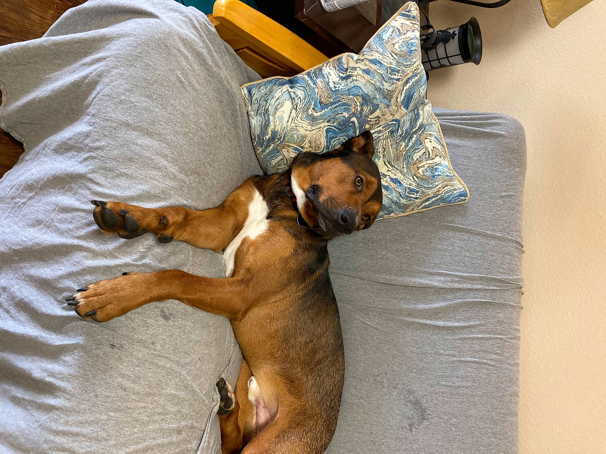 Batman is registered to the contest to win money with this photo: canidae, carnivore, comfort, companion_dog, couch, dog, dog_breed, fawn, flooring, hardwood, lap, liver, nap, non_sporting_group, paw, sleeper_chair, sporting_group, tail, vertebrate, working_animal