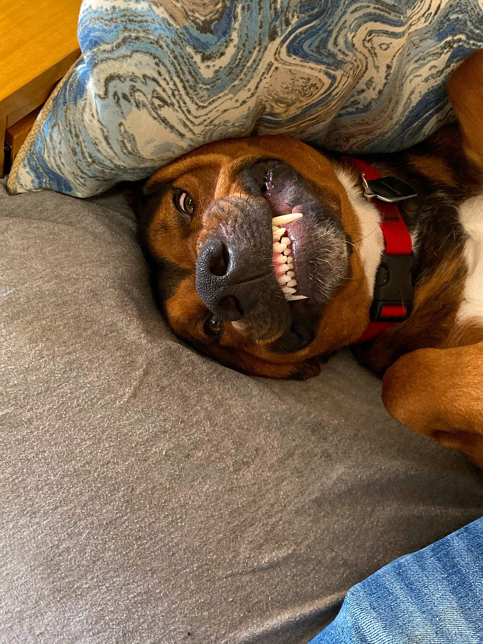 Batman is registered to the contest to win money with this photo: ball, carnivore, comfort, companion_dog, couch, dog, dog_breed, fawn, flooring, fur, hat, human_leg, paw, personal_protective_equipment, snout, temporary_tattoo, whiskers, wood, working_animal, wrinkle