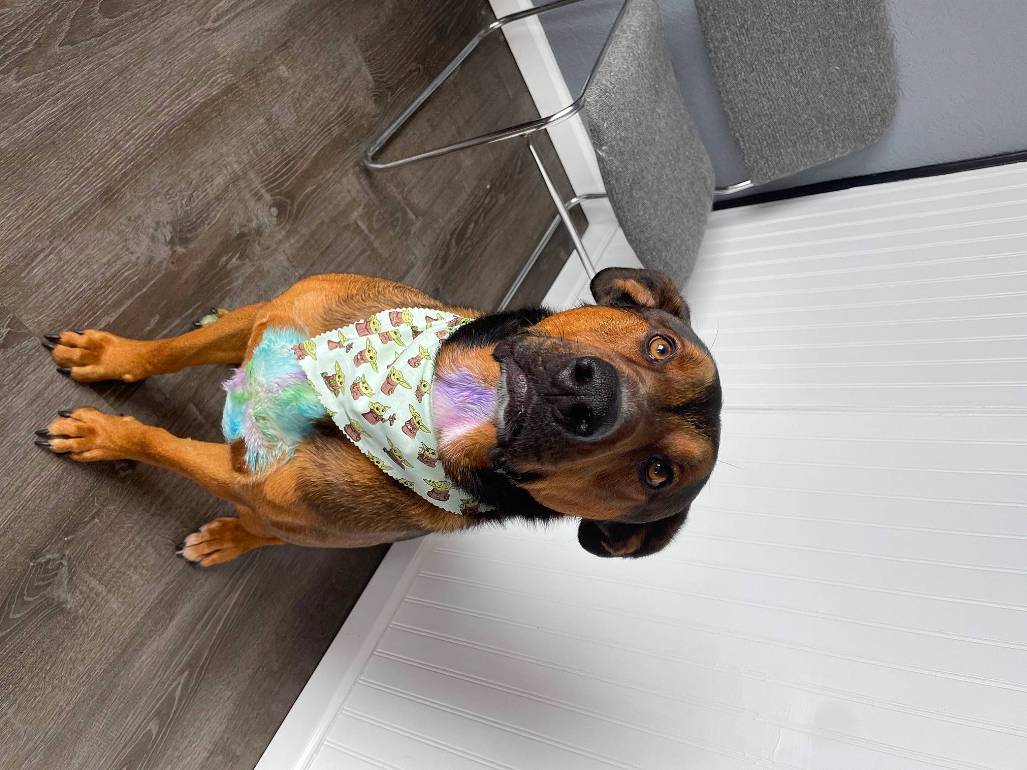 Batman joined the competition — help win amazing prizes! canidae, carnivore, collar, companion_dog, dog, dog_breed, dog_clothes, dog_supply, fawn, flooring, foot, human_leg, leash, mammal, pet_supply, snout, sporting_group, street_fashion, thigh, working_animal