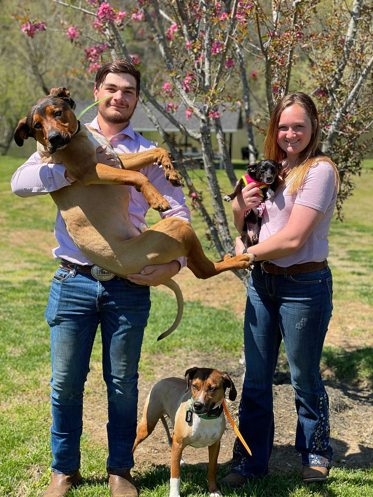 Batman joined the competition — help win amazing prizes! canidae, carnivore, companion_dog, dog, dog_breed, fawn, fun, grass, green, happy, jeans, leisure, mammal, people_in_nature, plant, recreation, smile, sporting_group, sunglasses, tree