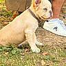 puppy, dog, cream_coat, blue_eye, floppy_ear, upright_ear, collar, sitting, outdoors, grass, fallen_leaves, park, bench, human, sneaker, portrait, pet, animal, cute, side_profile