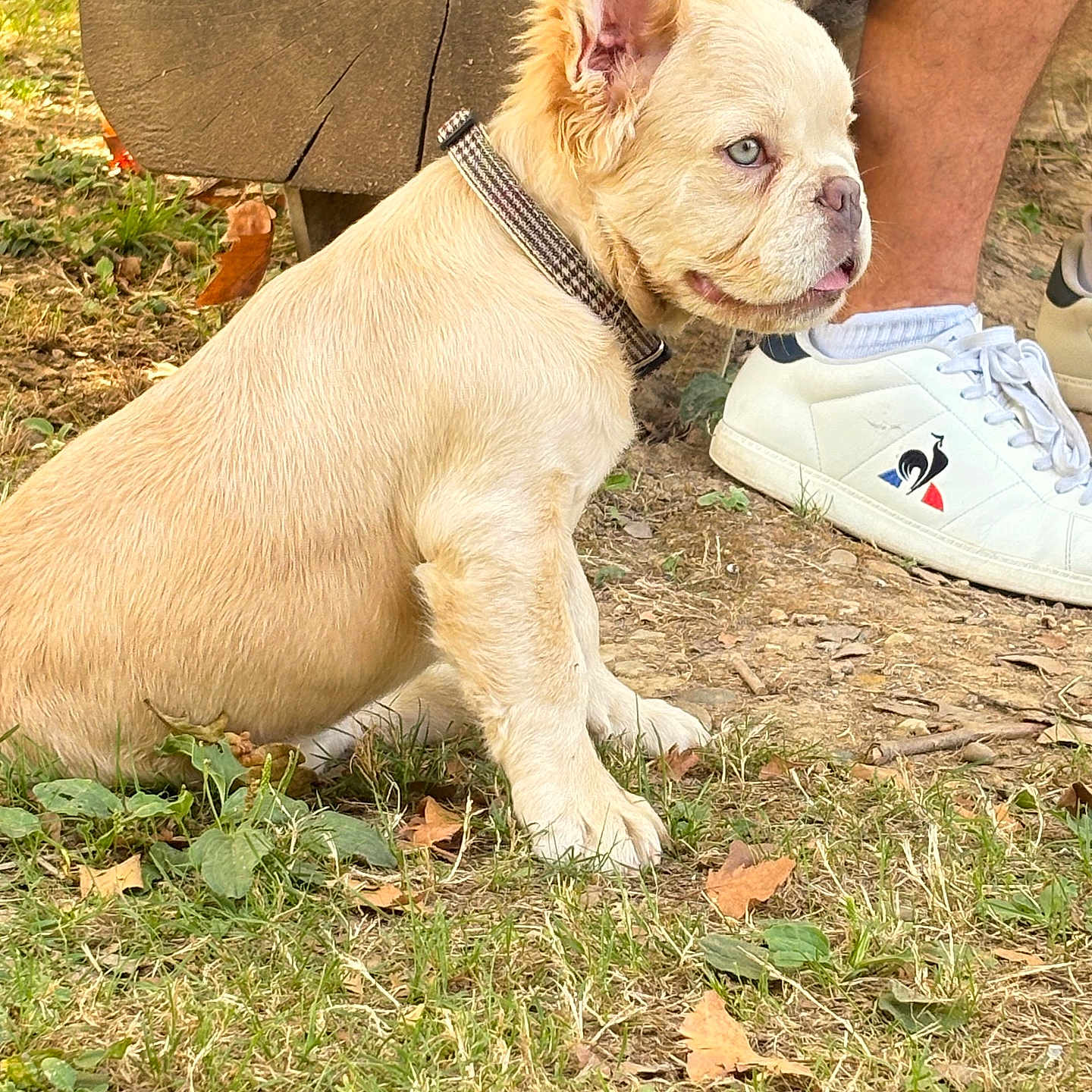 Biscuit