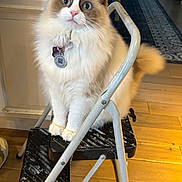 Chai is registered to the contest to win money with this photo: cat, fluffy, step_stool, indoor, wooden_floor, paint_splatter, collar, pet, curious, blue_eyes, pink_nose, fur, animal, domestic, white, brown, tabby, furniture, flooring, household