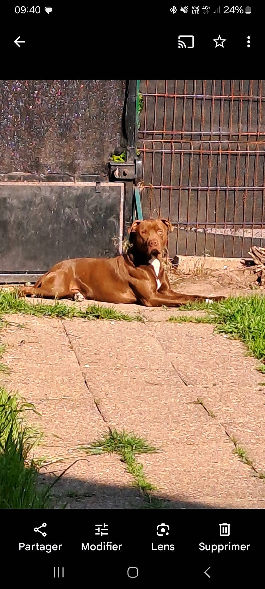 Atila a rejoint le concours — aidez-le/la à gagner de superbes lots ! animal_shelter, canidae, carnivore, chain_link_fencing, companion_dog, dog, dog_breed, fawn, fence, grass, guard_dog, leash, liver, pet_supply, plant, sporting_group, street_dog, terrestrial_animal, wire_fencing, working_animal