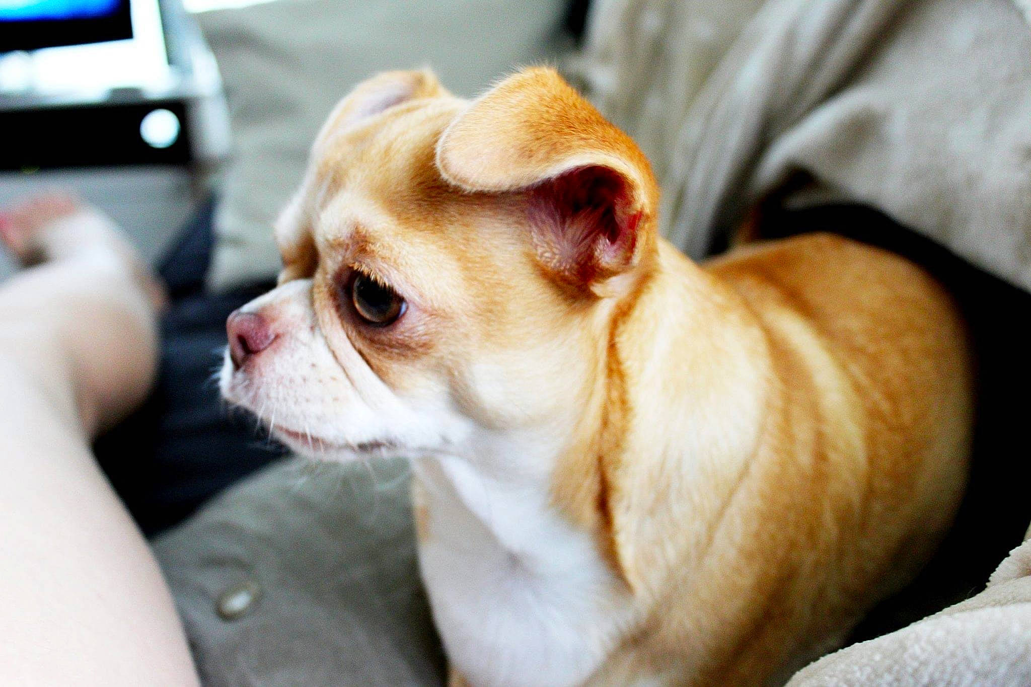 Maya a rejoint le concours — aidez-le/la à gagner de superbes lots ! analog_television, canidae, carnivore, comfort, companion_dog, dog, dog_breed, dog_supply, fawn, fur, home_appliance, non_sporting_group, puppy, sporting_group, television, terrestrial_animal, toy_dog, whiskers, working_animal, wrinkle