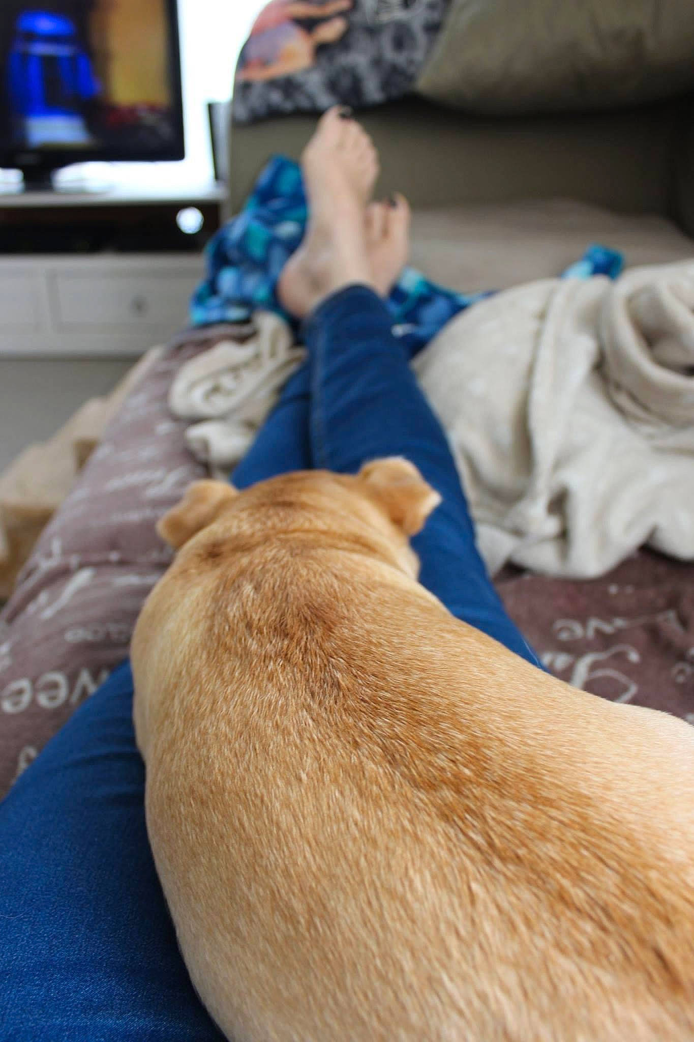 Maya participe au concours pour gagner de l'argent avec cette photo : canidae, carnivore, comfort, companion_dog, dog, dog_breed, fawn, foot, hand, human_body, human_leg, knee, leg, linens, nail, sporting_group, television, wood, wrinkle, wrist