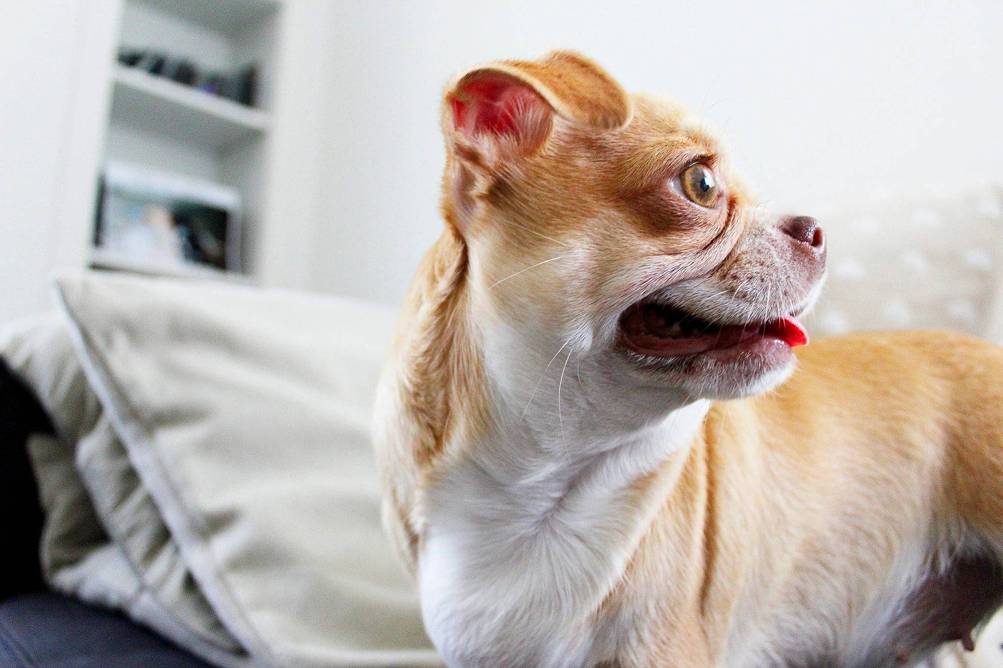 Maya a rejoint le concours — aidez-le/la à gagner de superbes lots ! carnivore, chihuahua, collar, companion_dog, dog, dog_breed, dog_supply, fang, fawn, fur, happy, paw, plant, shelf, snout, sporting_group, terrestrial_animal, toy_dog, whiskers, working_animal