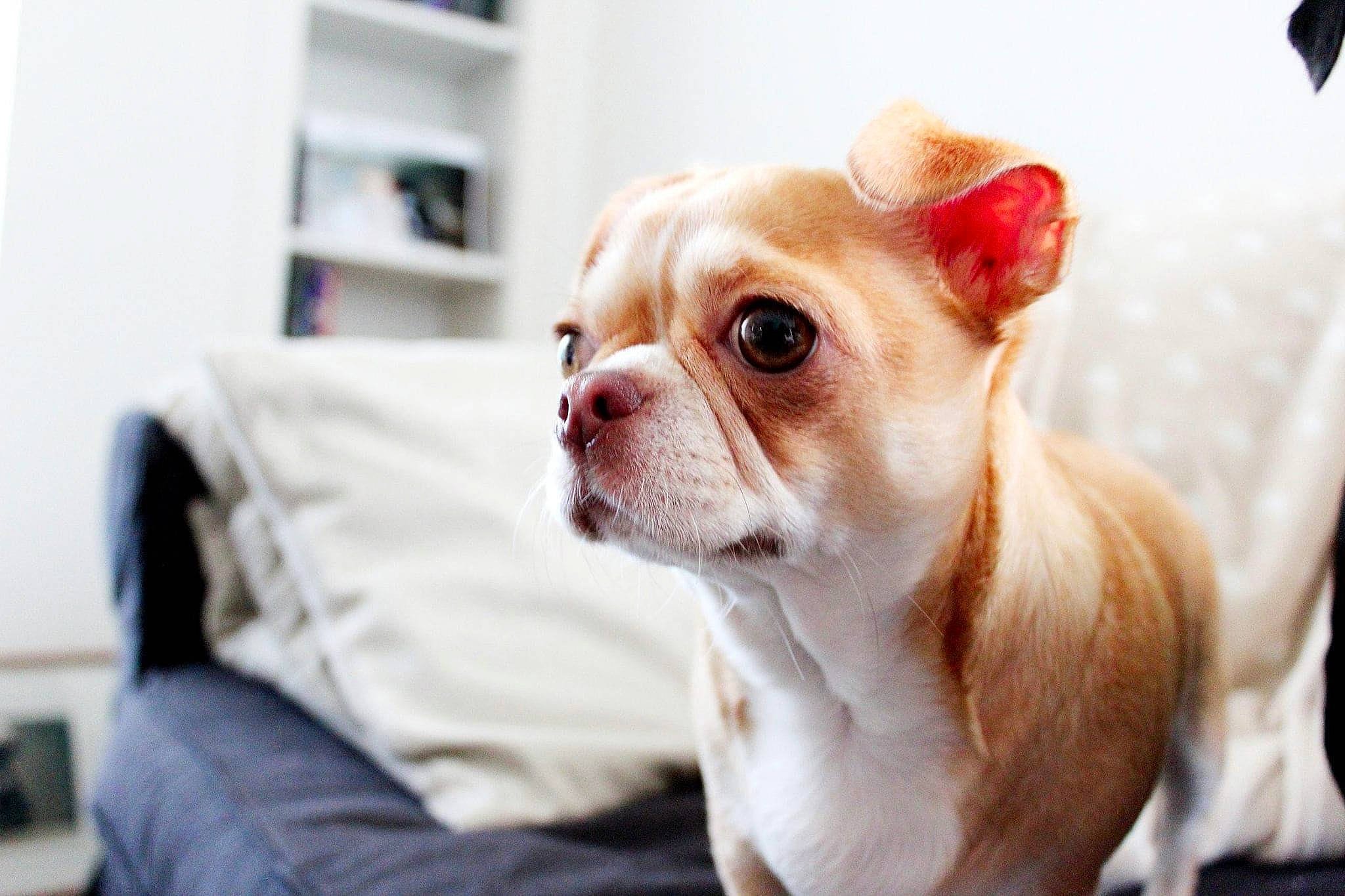 Maya participe au concours pour gagner de l'argent avec cette photo : canidae, carnivore, comfort, companion_dog, dog, dog_breed, ear, fawn, fur, non_sporting_group, peach, shelf, sporting_group, terrestrial_animal, toy_dog, whiskers, working_animal, wrinkle