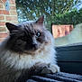 cat, fluffy, blue_eyes, window, blanket, indoor, pet, feline, resting, paw, brick_wall, glass, reflection, nature, greenery, daylight, soft_light, portrait, animal, house