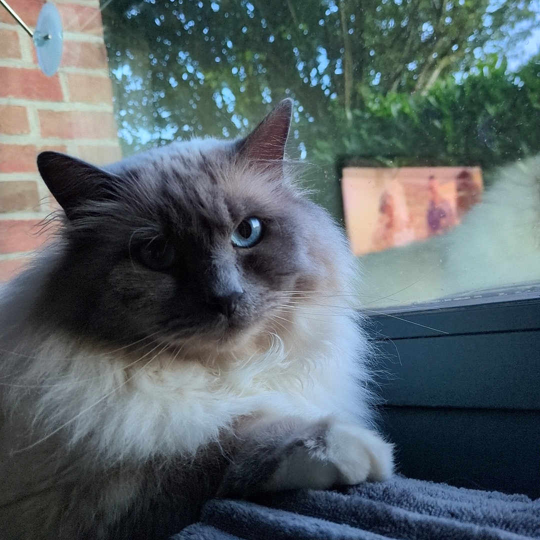 Nougat a rejoint le concours — aidez-le/la à gagner de superbes lots ! animal, blanket, blue_eyes, brick_wall, cat, daylight, feline, fluffy, glass, greenery, house, indoor, nature, paw, pet, portrait, reflection, resting, soft_light, window