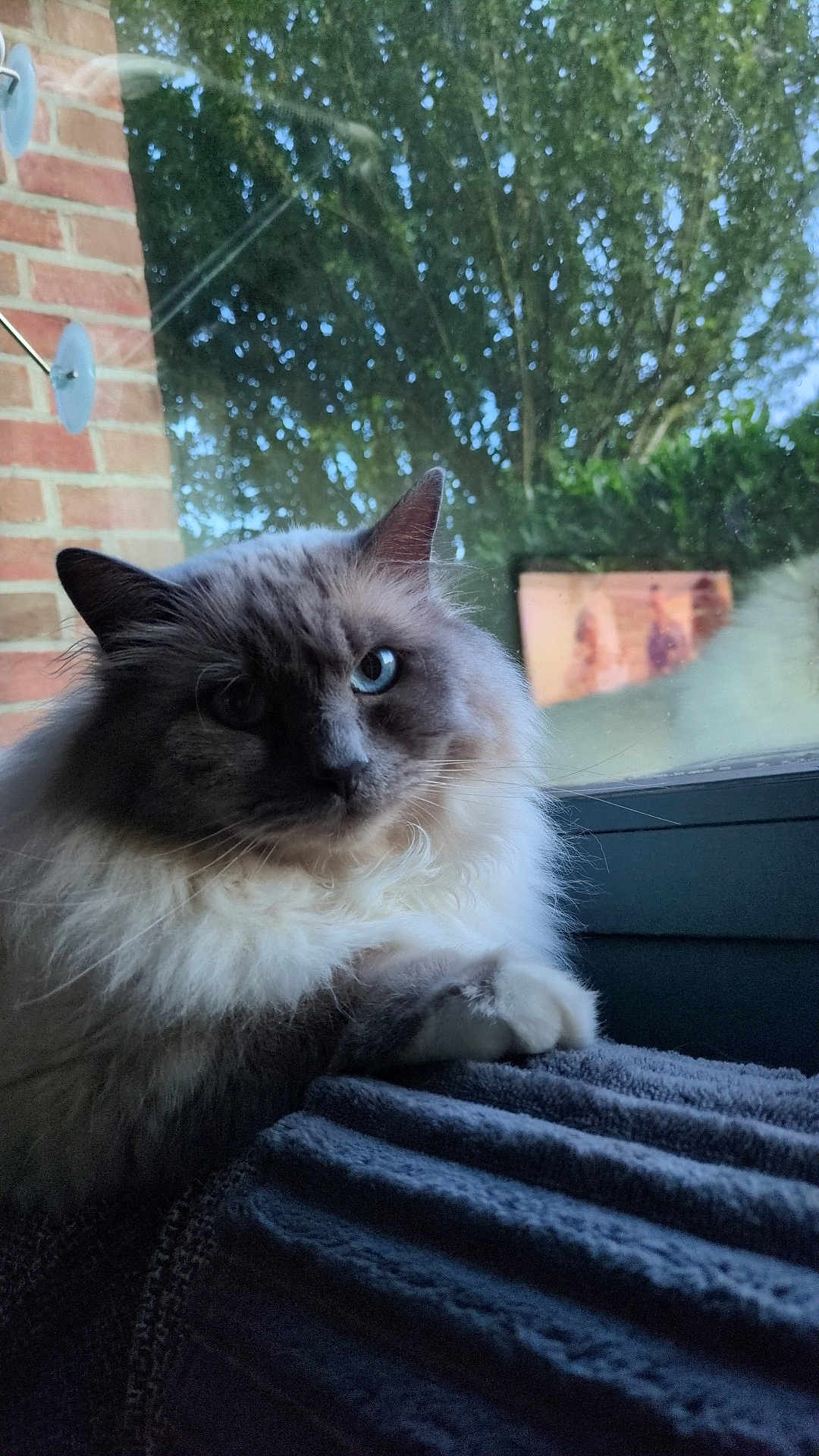 Nougat a rejoint le concours — aidez-le/la à gagner de superbes lots ! cat, fluffy, blue_eyes, window, blanket, indoor, pet, feline, resting, paw, brick_wall, glass, reflection, nature, greenery, daylight, soft_light, portrait, animal, house