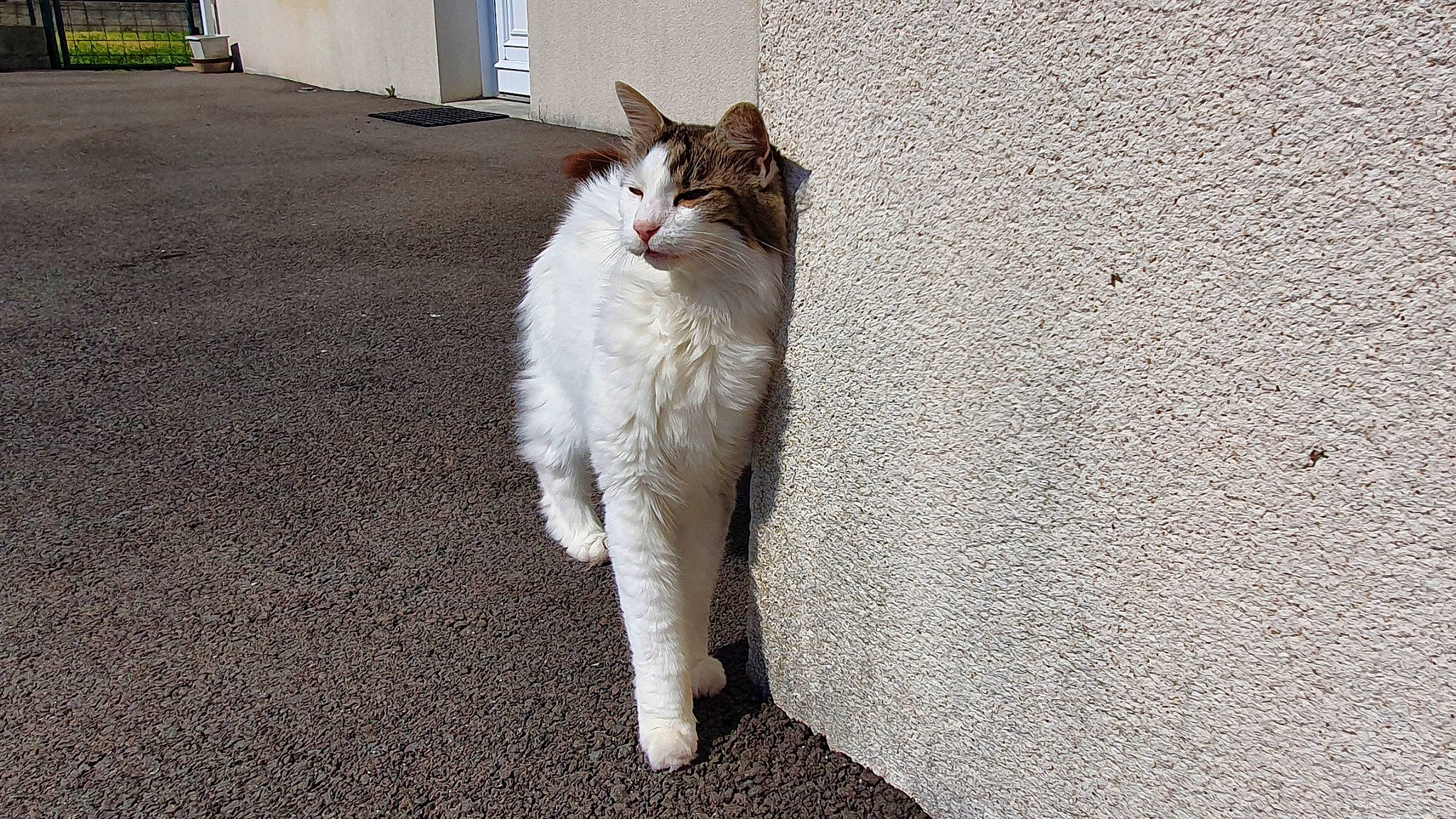 Daiko a rejoint le concours — aidez-le/la à gagner de superbes lots ! asphalt, carnivore, cat, domestic_short_haired_cat, door, eye, fawn, felidae, fur, grey, paw, road_surface, sand, shadow, small_to_medium_sized_cats, snout, tail, terrestrial_animal, whiskers, window