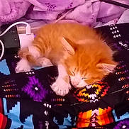 Thor joined the competition — help win amazing prizes! kitten, sleeping, orange_cat, white_paws, blanket, patterned_blanket, cozy, indoor, cute, pet, fur, resting, small_cat, animal, domestic_cat, colorful, fabric, comfort, relaxation, soft