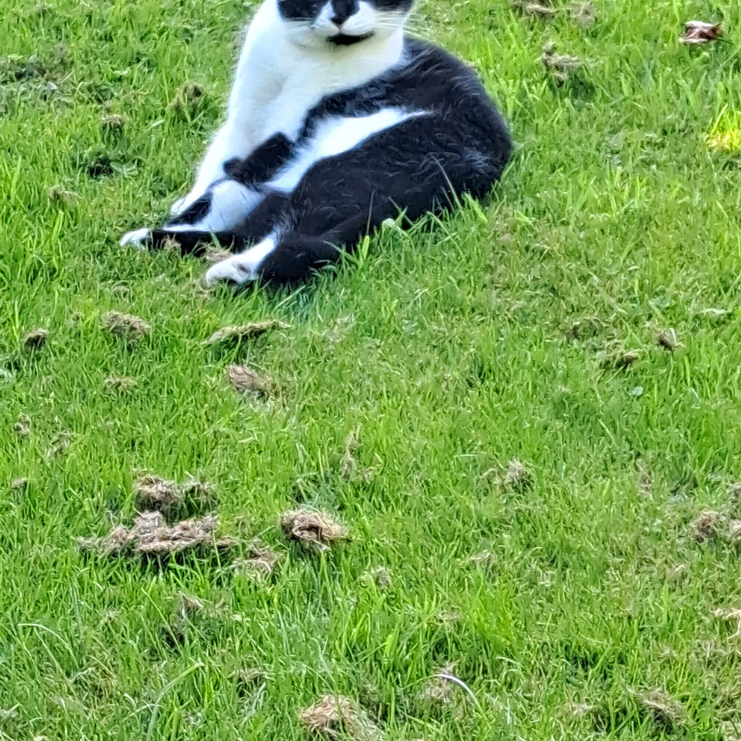 Figaro